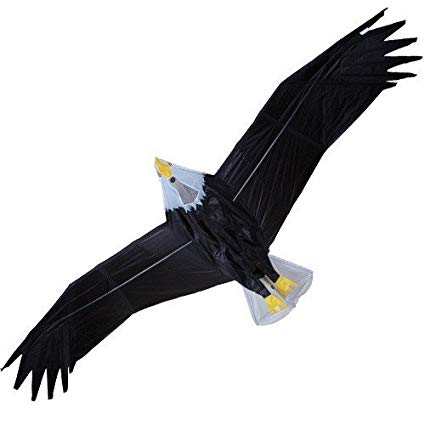 Eagle Vector at Vectorified.com | Collection of Eagle Vector free for ...