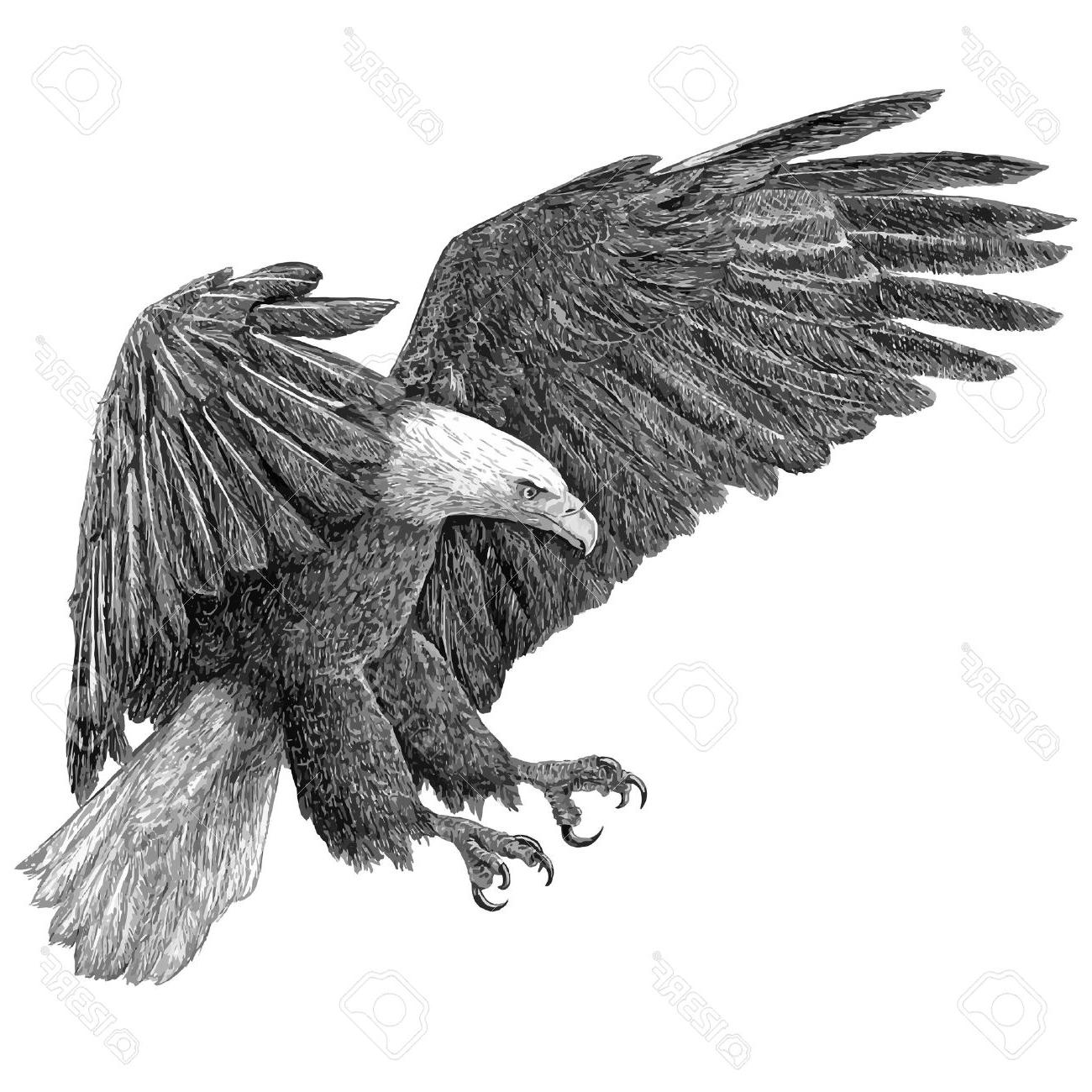 Best American Eagle Black And White Vector Photos Vector Images 1300x1300 Best American Eagle Black And White Vector Photos Vector Images