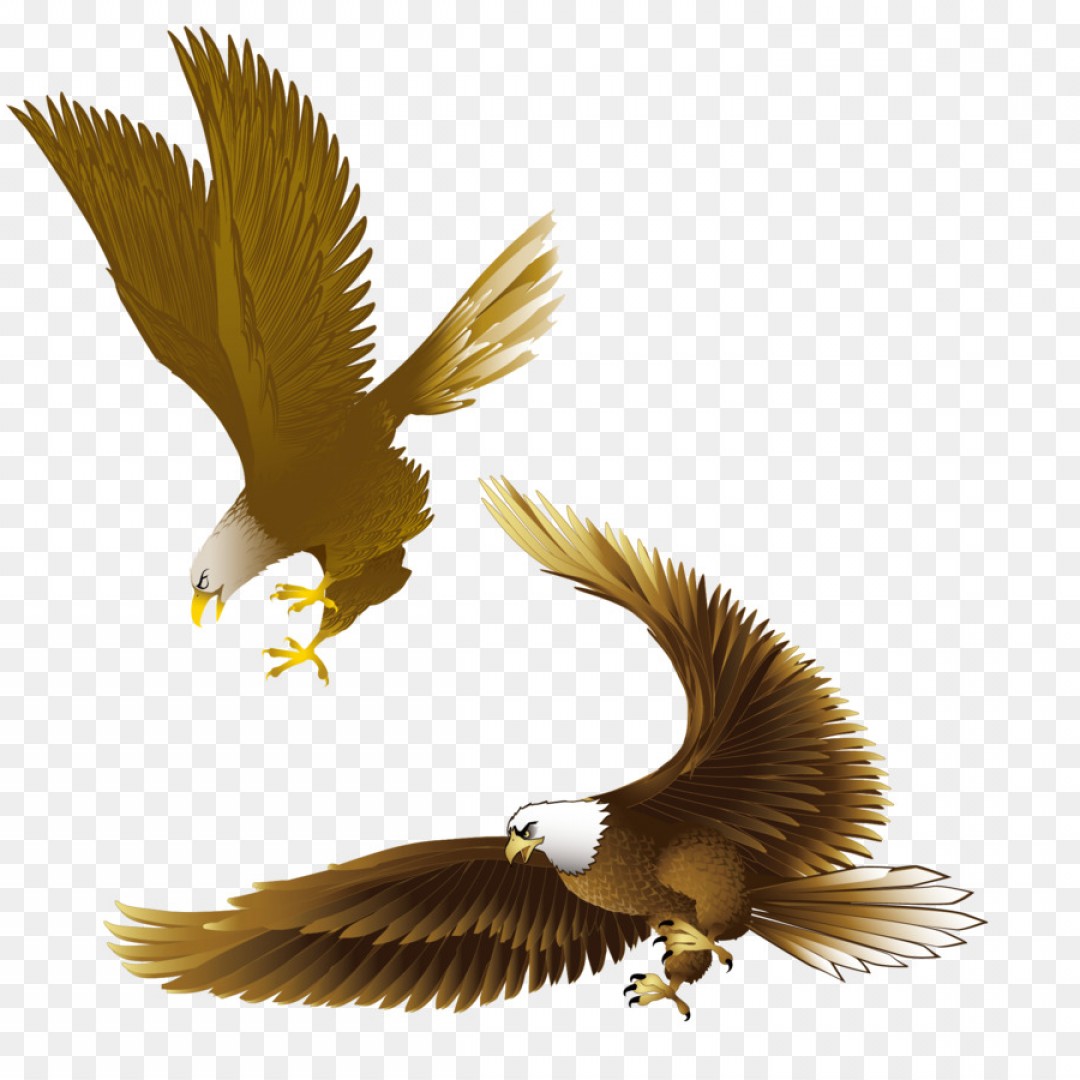 1080x1080 Balled Eagle Vector Hoodamath