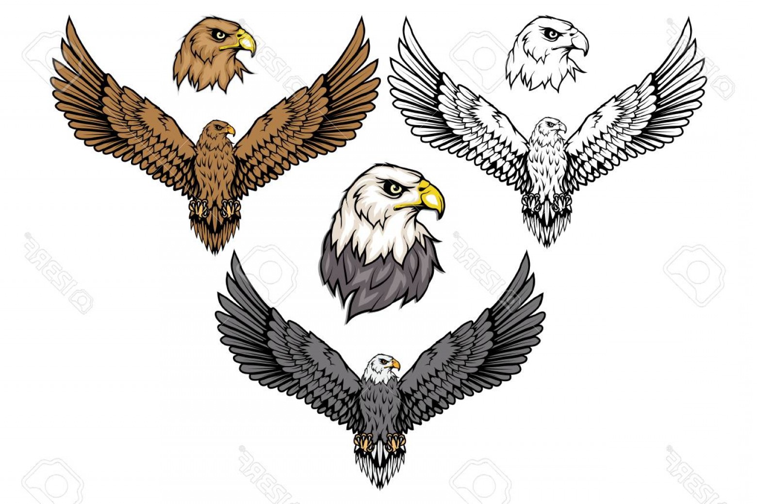 1560x1039 Balled Eagle Vector Hoodamath