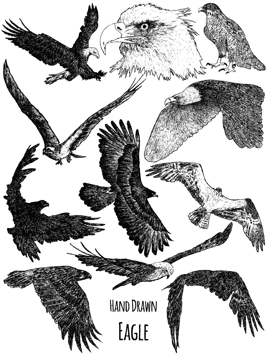 Eagle Eagle Vector, Photoshop Brushes 900x1200 Eagle Eagle Vector, Photoshop Brushes