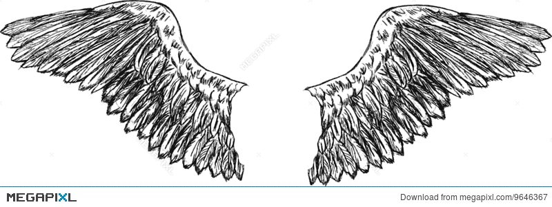 800x301 Eagle Wings Vector Illustration