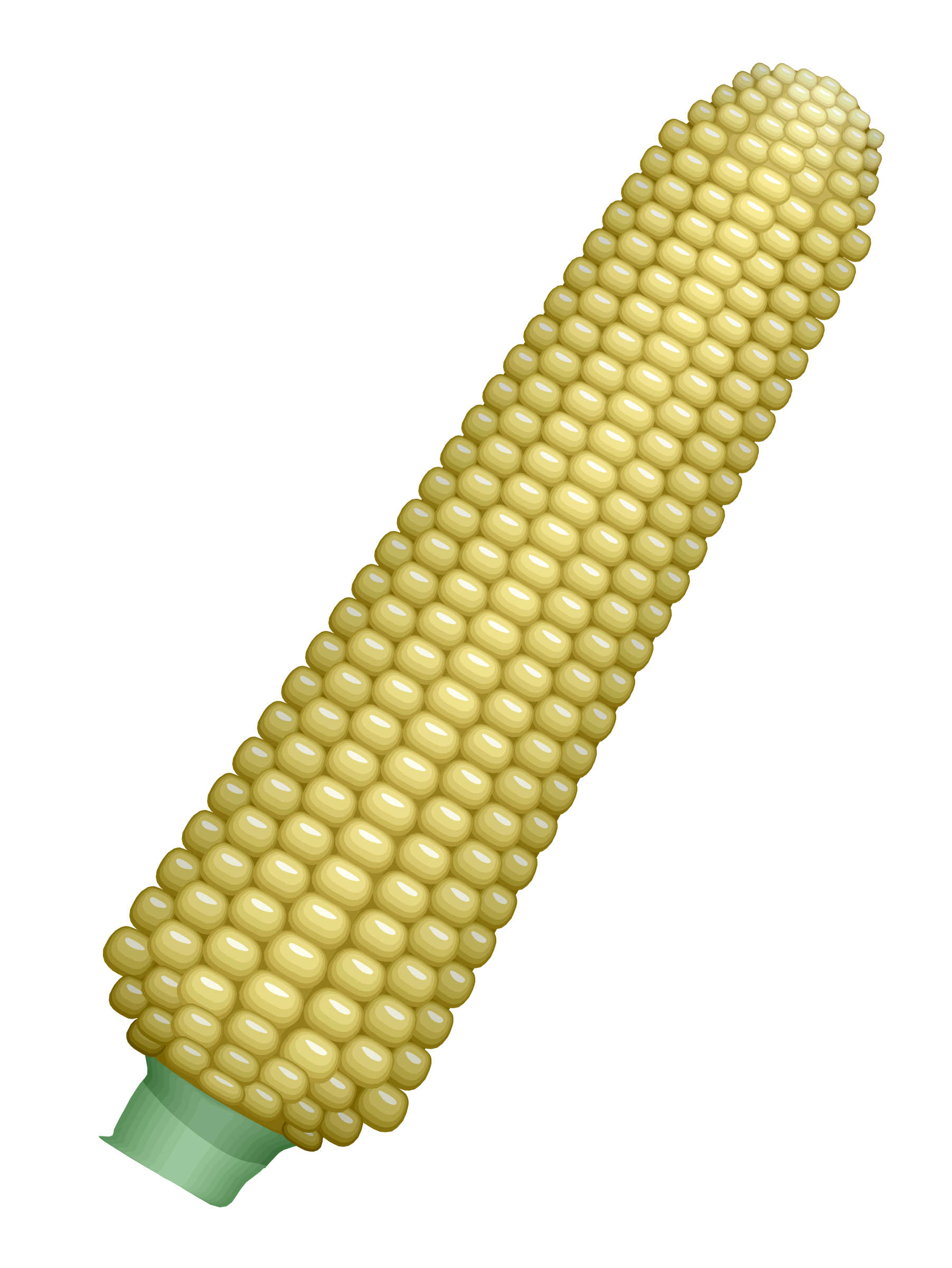 1803x2400 Ear Of Corn Vector Clipart Image