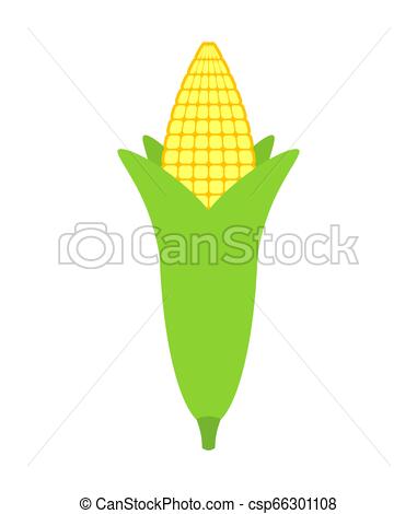381x470 Ear Of Corn Isolated Maize Vector Illustration Ripe Fetus