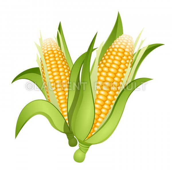 600x600 Ears Of Corn Vector Stock Images