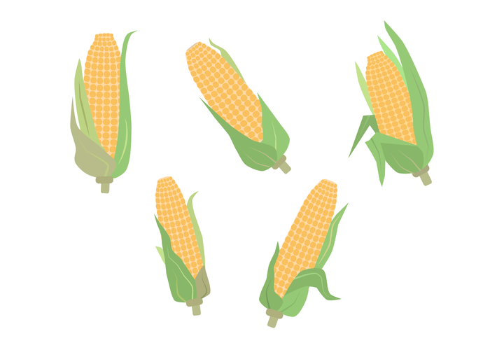 700x490 Free Ear Of Corn Vector