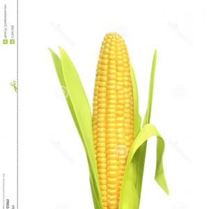 300x300 Free Ear Of Corn Vector Series Hoodamathrun