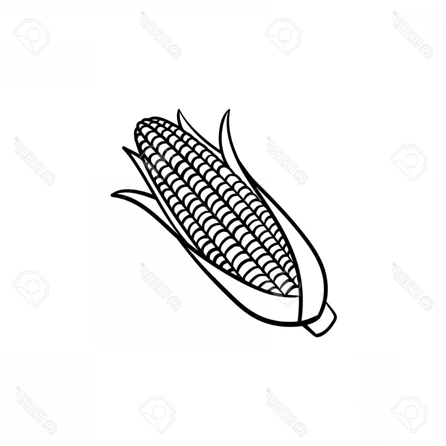 Ear Of Corn Vector at Vectorified.com | Collection of Ear Of Corn ...