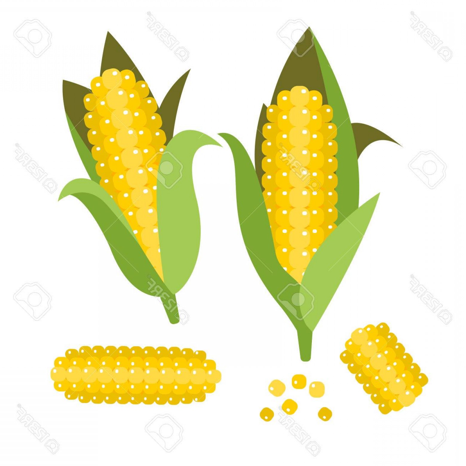 1560x1560 Photostock Vector Corn Vector Illustration Maize Ear Or Cob Yellow