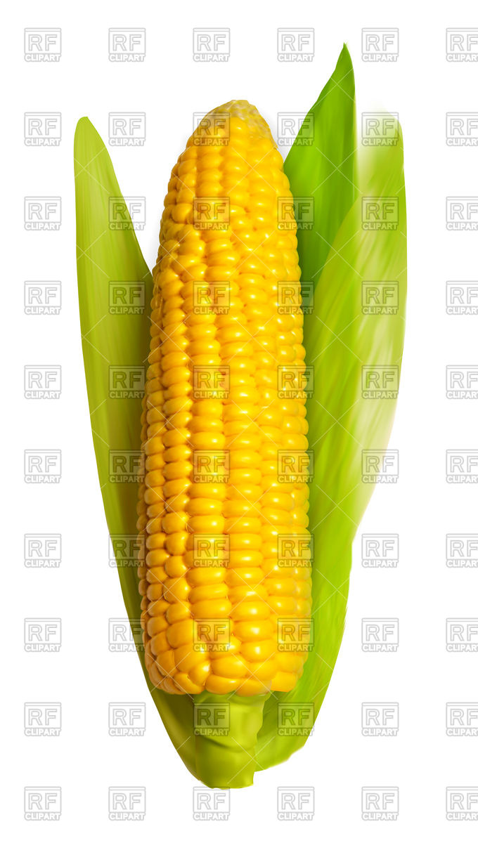 680x1200 Realistic Corn Ear Vector Image Of Food And Beverages