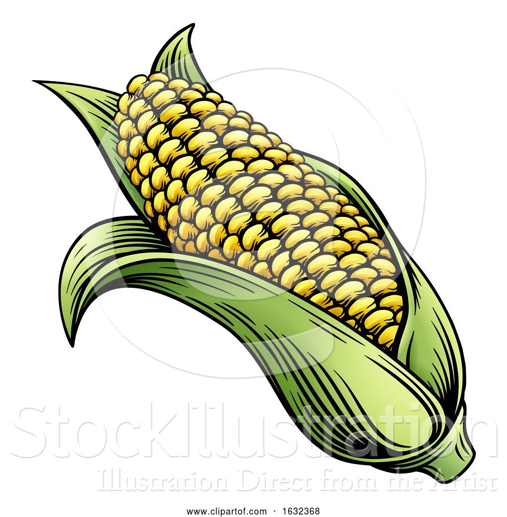 1024x1044 Vector Illustration Of Sweet Corn Ear Maize Woodcut Etching