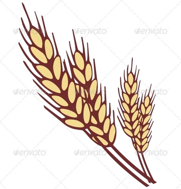 590x616 Wheat Ear