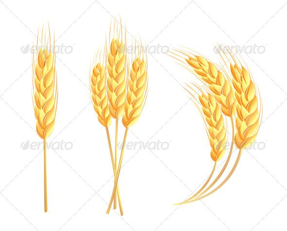 590x476 Wheat Ear Harvest Seed Tattoo, Farm Tattoo, Plant Vector