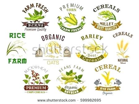 450x338 How To Draw An Ear Of Corn