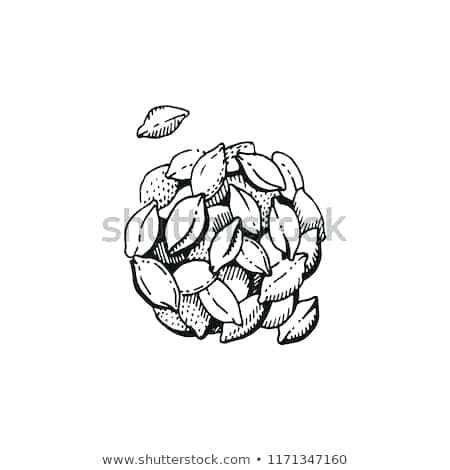 450x470 How To Draw An Ear Of Corn