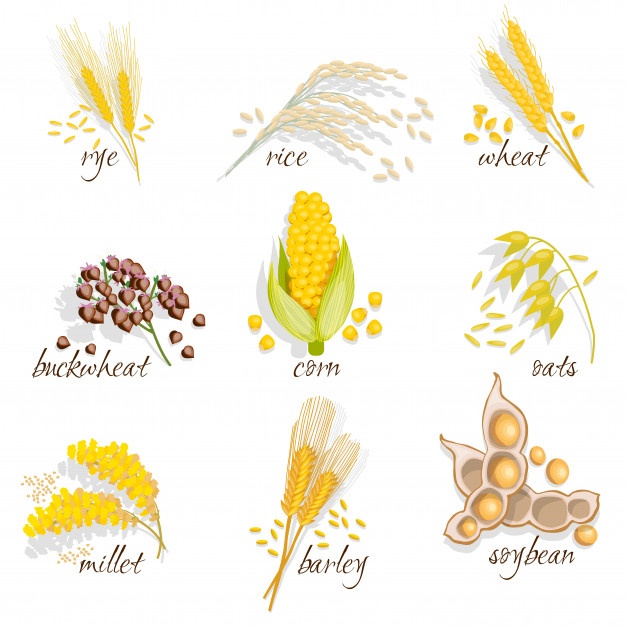 626x626 Corn Vectors, Photos And Free Download