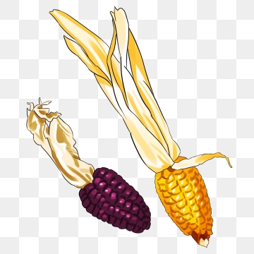 360x360 Ear Of Corn Png, Vector, And Clipart With Transparent