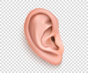 Ear Vector 280x235 Ear Vector