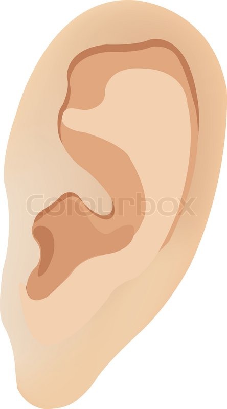 The Human Ear Vector Illustration Stock Vector Colourbox 444x800 The Human Ear Vector Illustration Stock Vector Colourbox