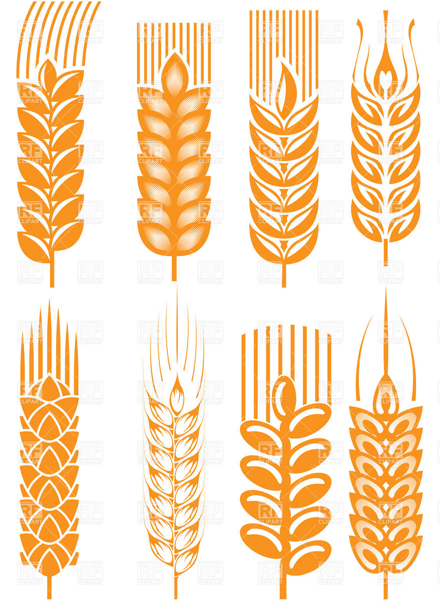 Wheat Ears Vector Image Of Design Elements Good 879x1200 Wheat Ears Vector Image Of Design Elements Good