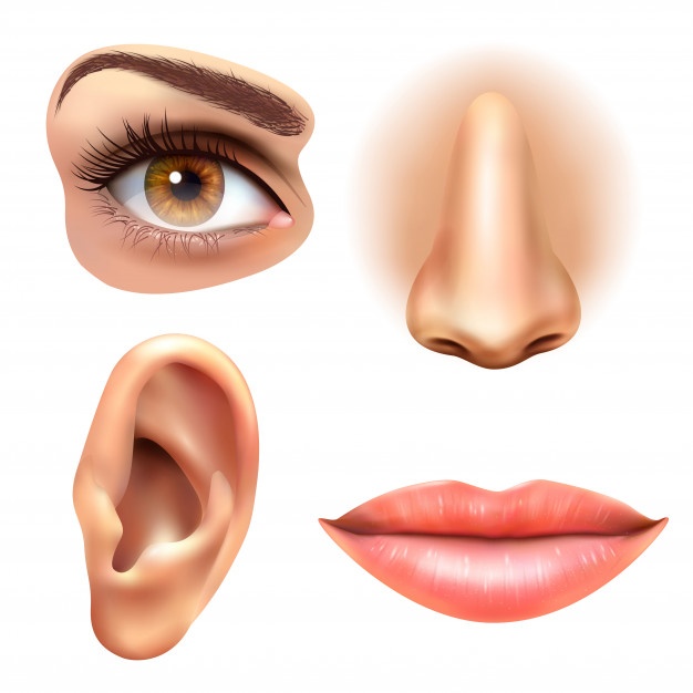 Ear Vectors, Photos And Free Download 626x626 Ear Vectors, Photos And Free Download