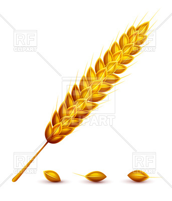 Ear Of Wheat, Ear Of Rye, Spikelet Vector Image Of Food 343x400 Ear Of Wheat, Ear Of Rye, Spikelet Vector Image Of Food