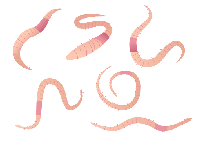 700x490 Earthworm Vector Set