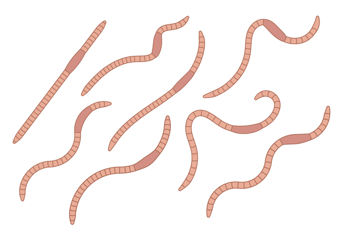 700x490 Earthworm Vector Set