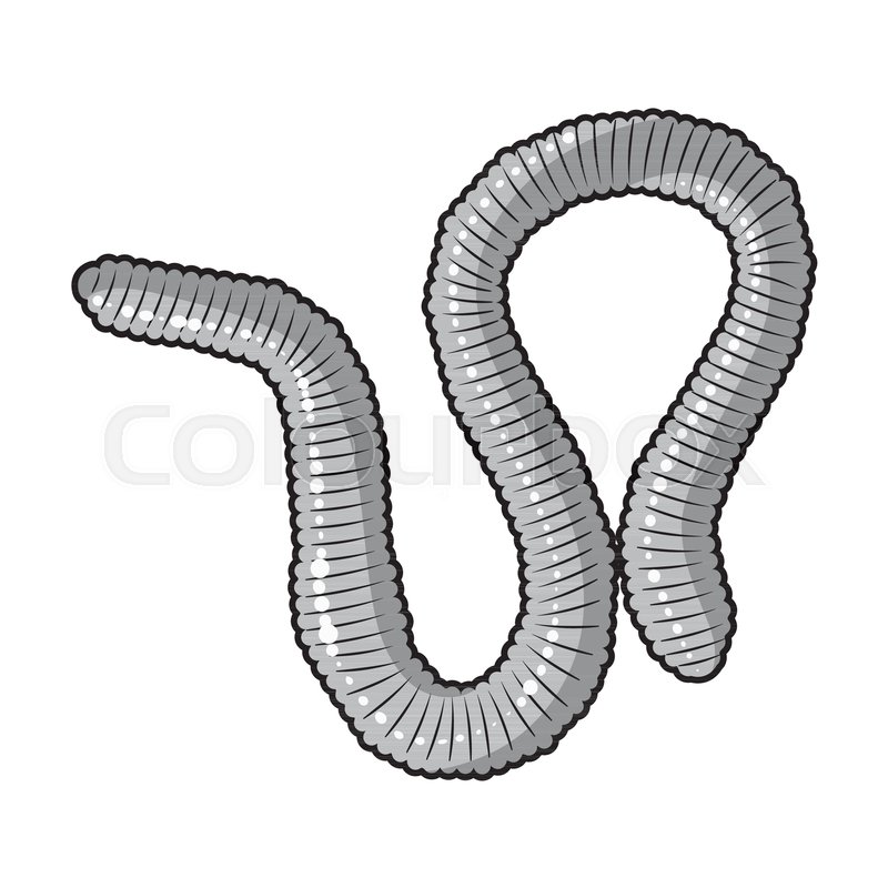 800x800 Earthworm Icon In Monochrome Design Stock Vector Colourbox