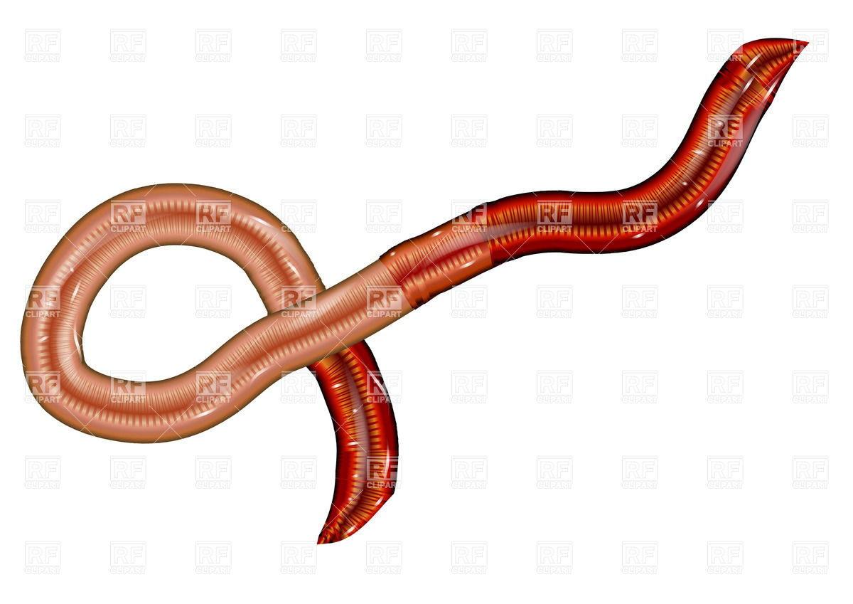 1200x849 Earthworm Isolated On White Vector Image Of Plants And Animals