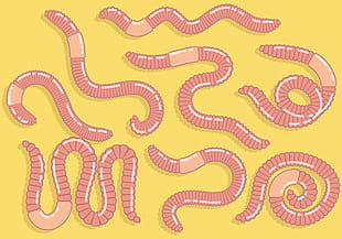 310x217 Free Earthworm Animal Vector Free Graphics Uihere