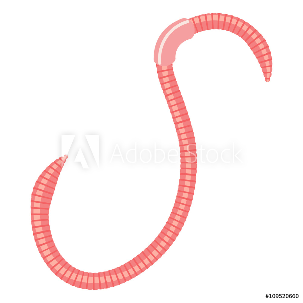1000x1000 Photo Art Print Earthworm Vector Illustration Isolated