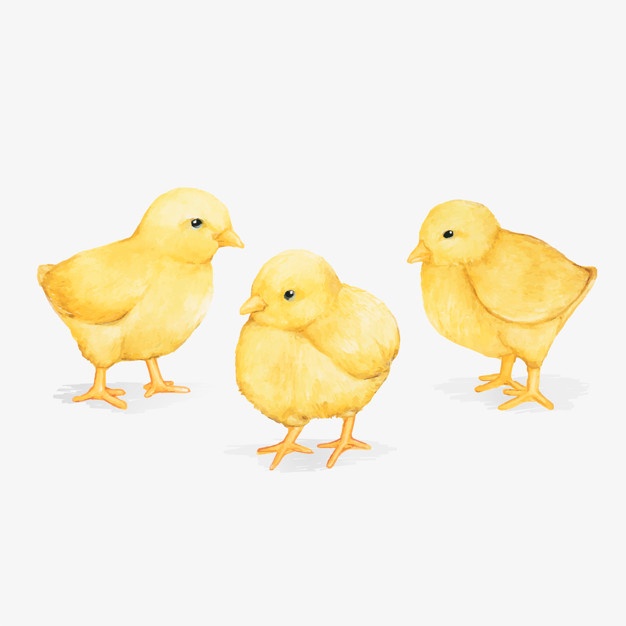 Chick Vectors, Photos And Free Download 626x626 Chick Vectors, Photos And Free Download