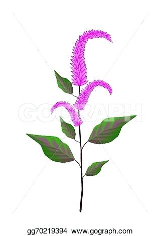 321x470 Order Of Amaranth Tian Yi