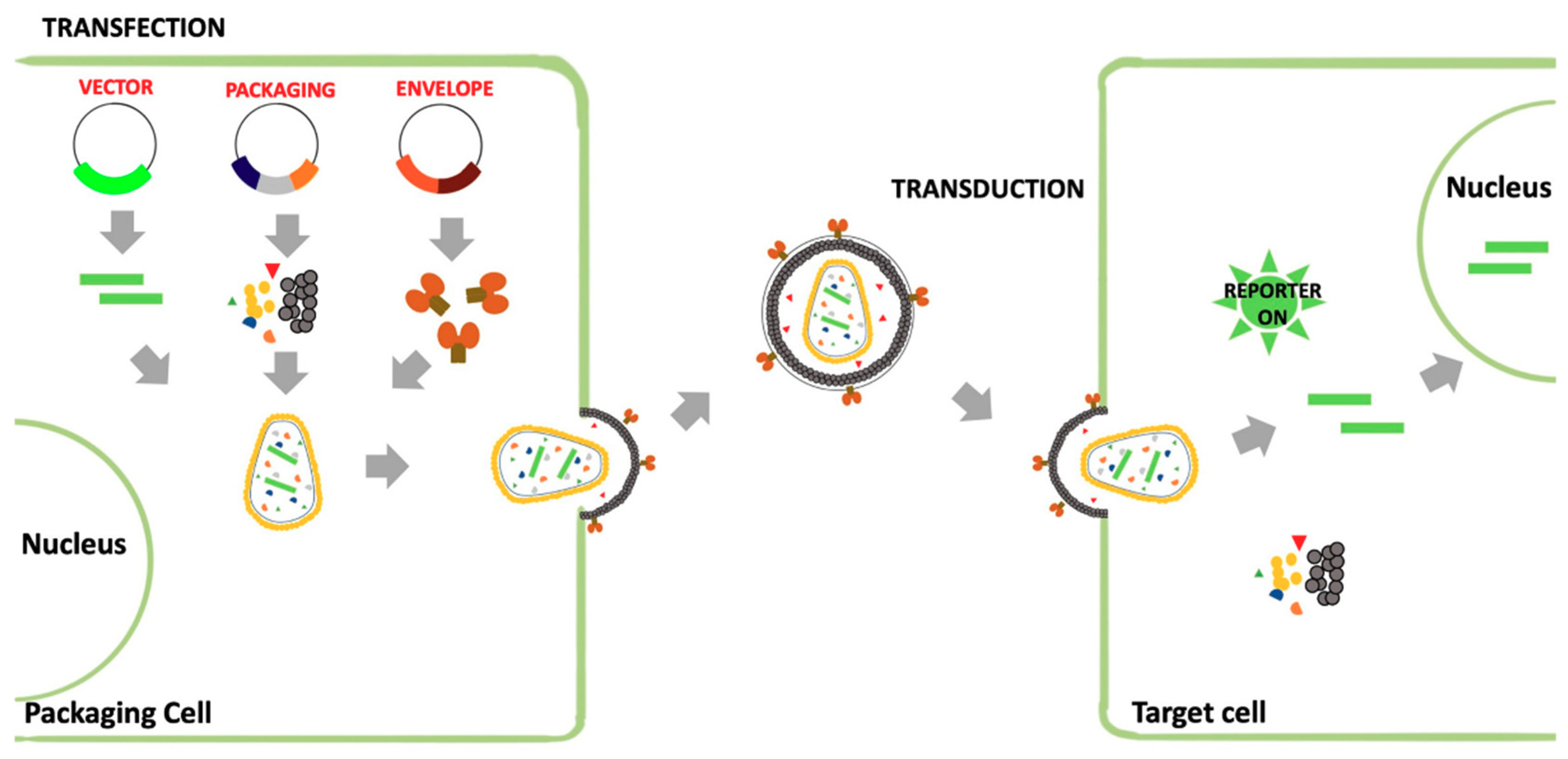 3358x1627 Viruses Free Full Text Ebola Virus Entry From Molecular