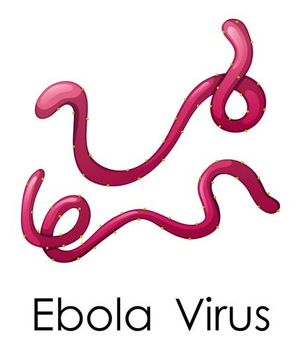 431x490 Wordcard For Ebola Virus