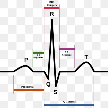 Ecg Png, Vector, And Clipart With Transparent Background 360x360 Ecg Png, Vector, And Clipart With Transparent Background