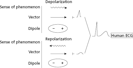 The Ecg Curve What Is It And How Does It Originate Thoracic Key 432x221 The Ecg Curve What Is It And How Does It Originate Thoracic Key