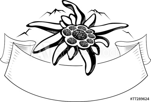 500x339 Edelweiss Flower, The Symbol Of Alpinism, With Mountain Logo