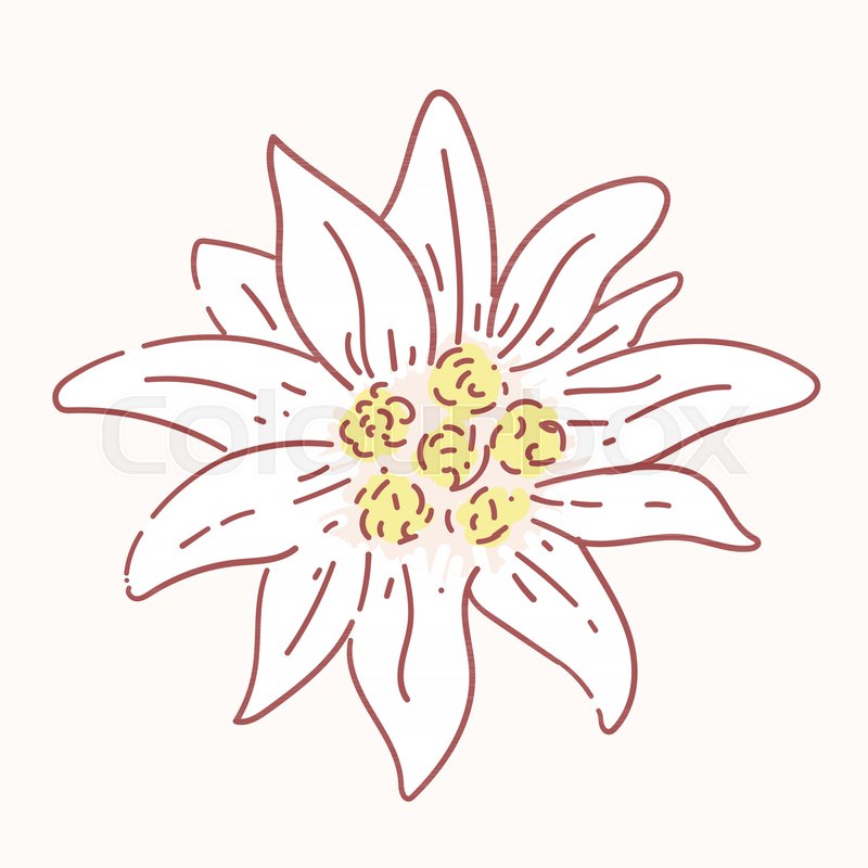 800x800 Edelweiss Flower Symbol Alpinism Alps Stock Vector Colourbox