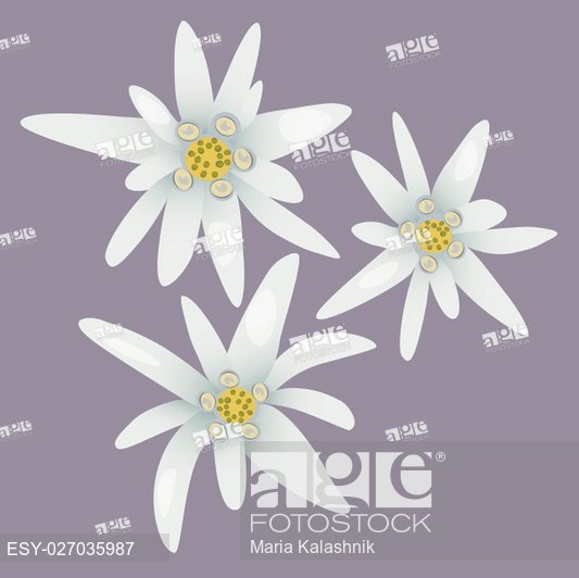 533x532 Edelweiss Flowers Leontopodium Alpinum Alps Symbol Vector