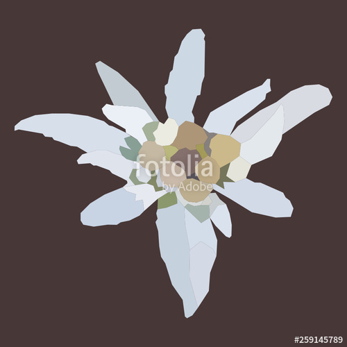 500x500 Edelweiss Mountain Flower