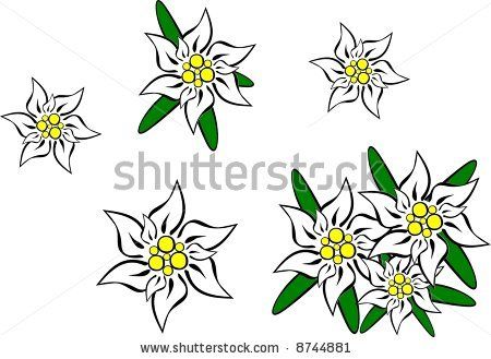 450x329 Clip Art, Eidelweiss Edelweiss Flowers