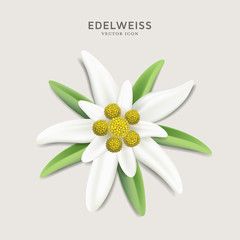 240x240 Alpine Edelweiss