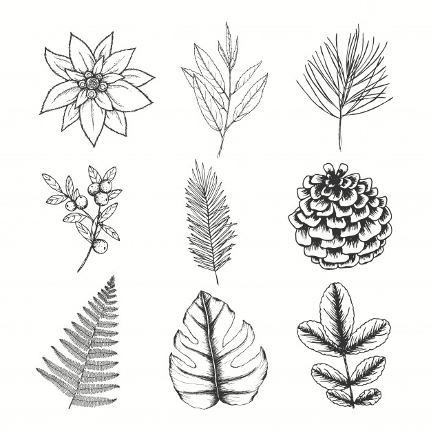 626x626 Edelweiss Vectors, Photos And Free Download