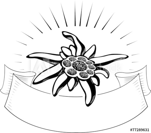 500x442 Edelweiss Flower, With Banner Vector Tattoo Illustration