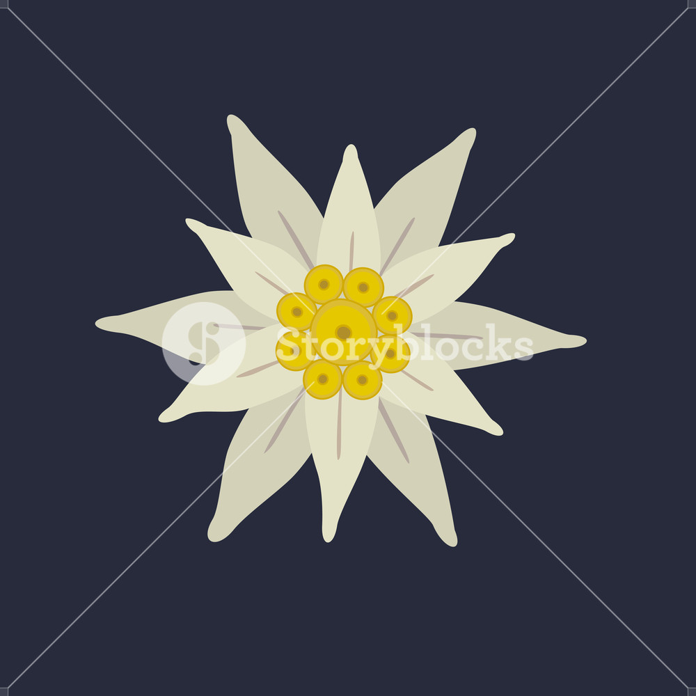 1000x1000 Edelweiss Icon Star Shape National Symbol Of The Swiss Alpes
