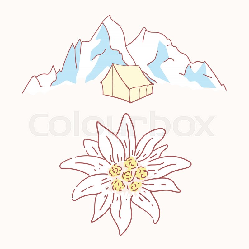 800x800 Edelweiss Tent Hiking Mountains Flower Stock Vector Colourbox