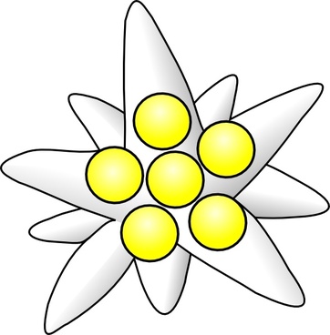 362x368 Edelweiss Vector Free Vector Download
