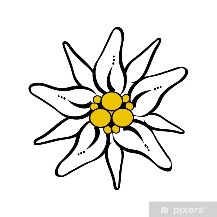 700x700 Fotobehang Berg Bloem Edelweiss Vector